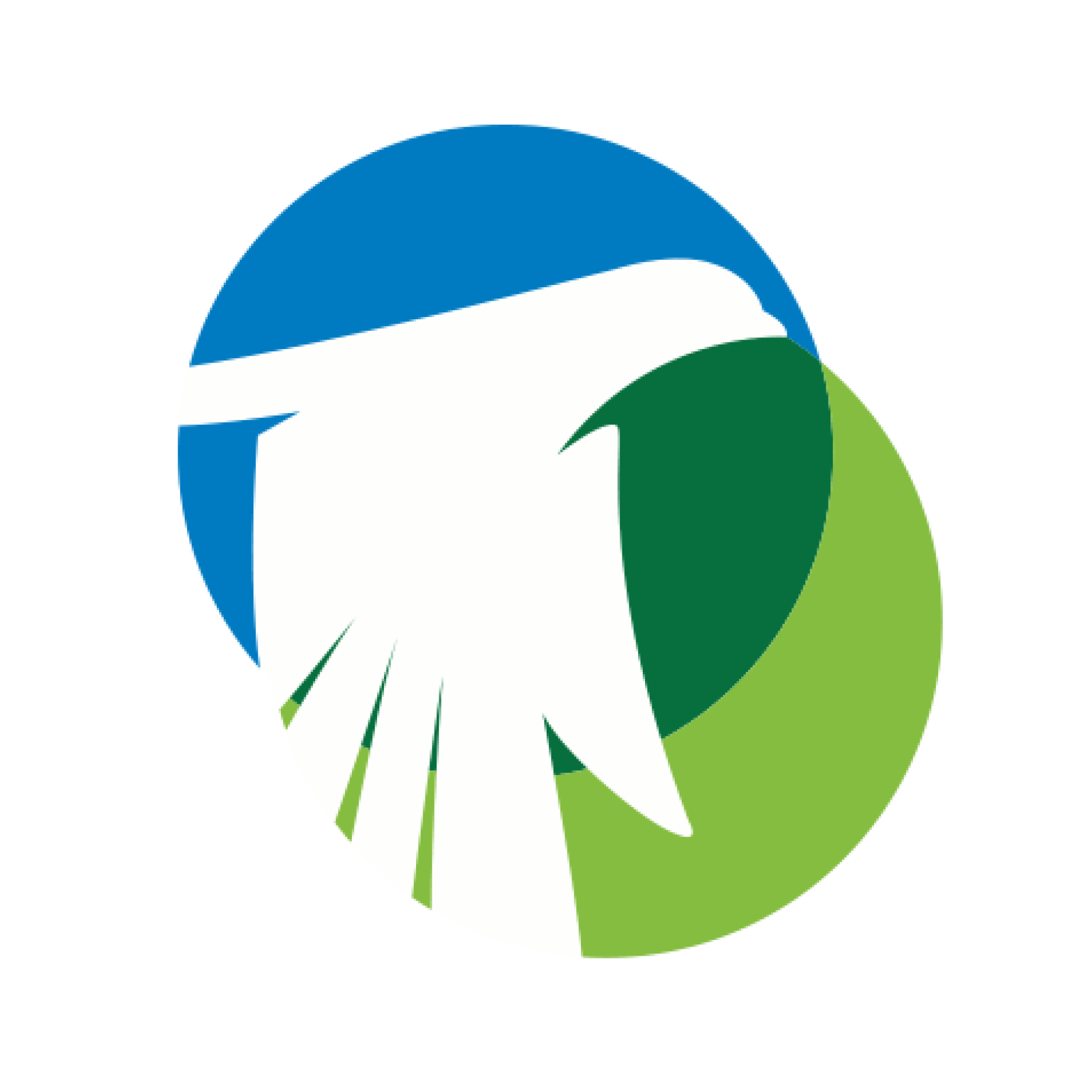 European Pigeon Website